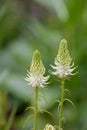 Spiked rampion Phyteuma spicatum spiky cones with cream-white flowers